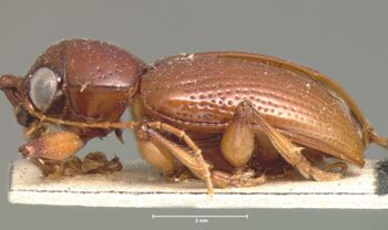 Media type: image; Entomology 9811   Aspect: habitus lateral view